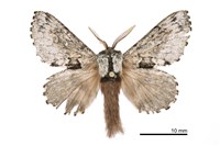 藏品(銀肩小枯葉蛾(暫）)的圖片